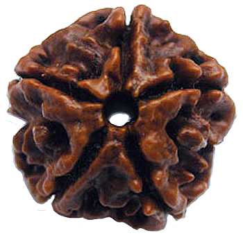 5 Mukhi