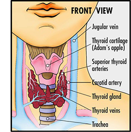 Thyroid Thyroid