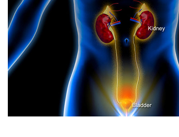 Urinary Tract Infection 1 Urinary Tract Infection 1